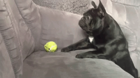 Dog reaching for a ball